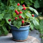 Malina červená, remontantná (Rubus idaeus) 'SWEET SUNSHINE´® - výška 15-25 cm, kont. P11